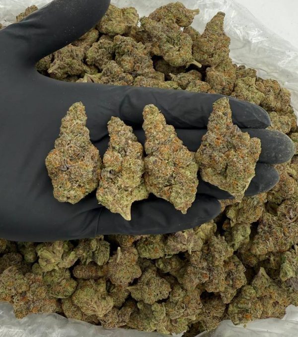 📣‼️ NEW EXOTIC JUST LANDED ‼️📣 🍨 GELATO 41 – Platinum Tier