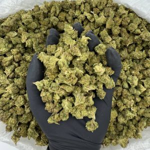 Gelato 41