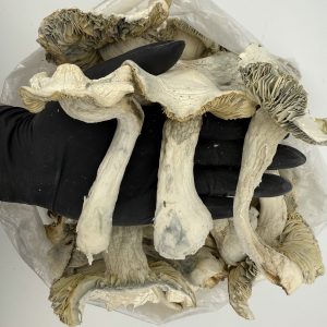 Apes