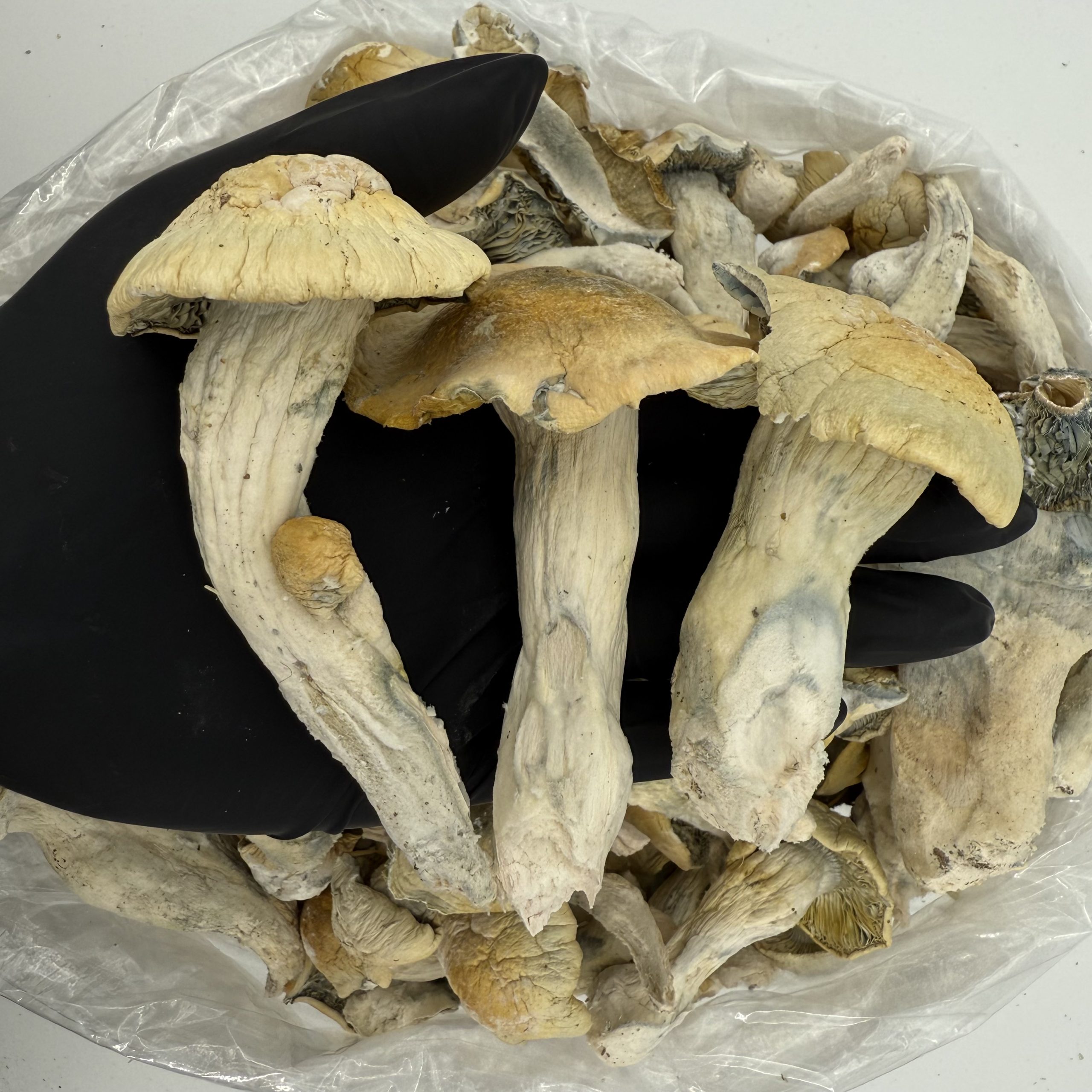 Raw Psychedelic Mushroom 🍄 : Iceberg (Big)