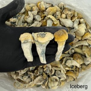 Iceberg