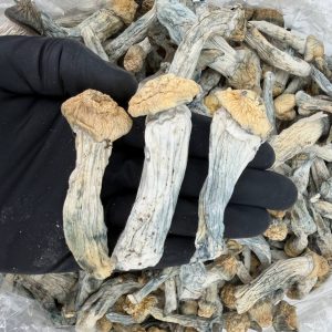 Raw Psychedelic Mushroom 🍄 : Pie