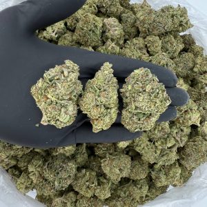 🌞 Solar Skunk: Blizzard Bush