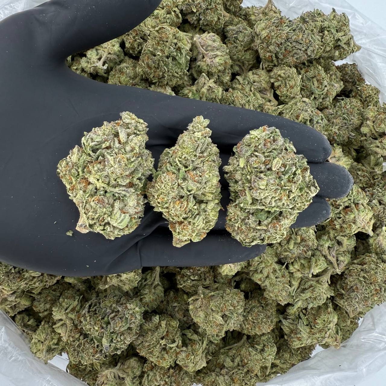 🌞 Solar Skunk: Blizzard Bush