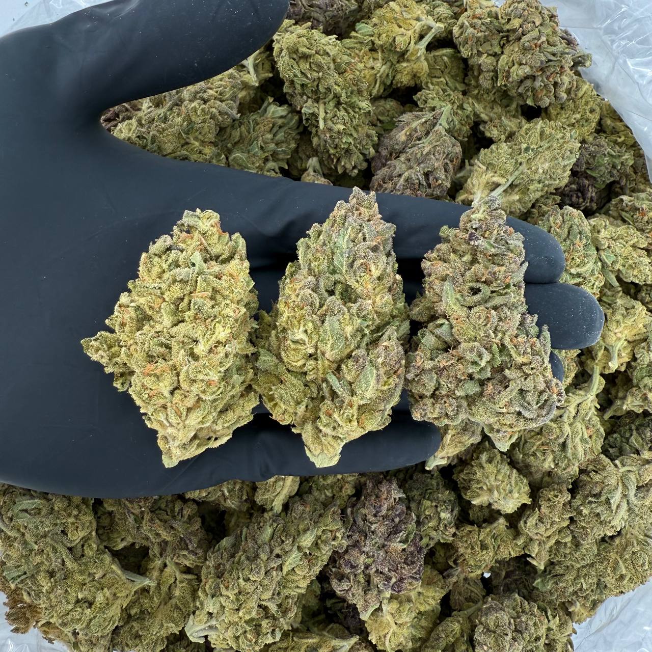 🌞 Solar Skunk: Bubble Trick