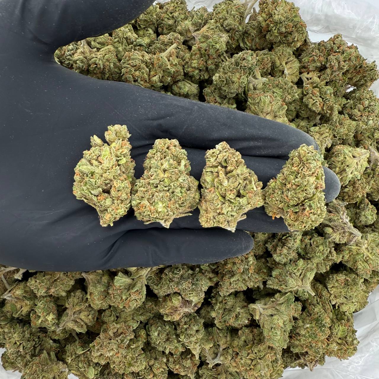 🌞 Solar Skunk: Florida Cake