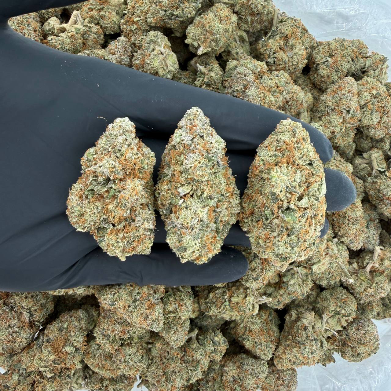 👻✨ Exotic Tier: Ghost OG 🔥🍋🌿