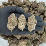 ✨ ZaZa Tier: Halo OG