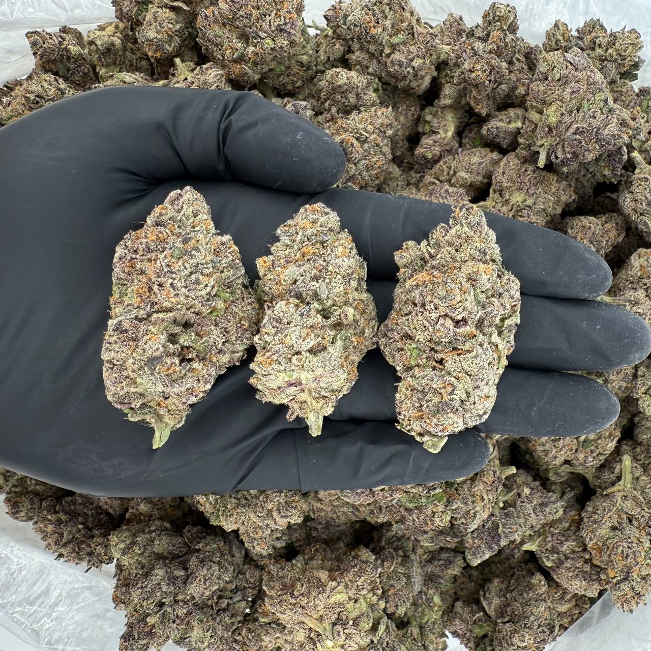 ✨ ZaZa Tier: Halo OG