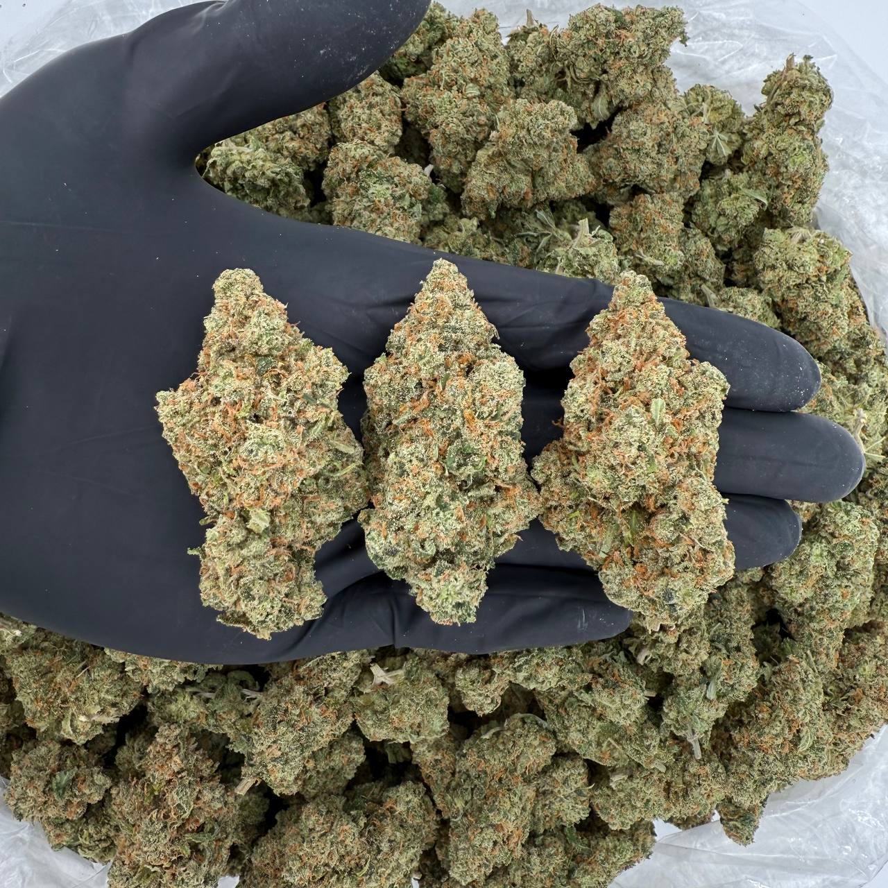 π Platinum Tier: Jack Herer