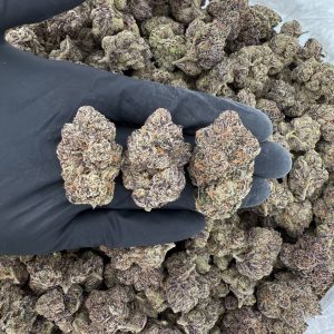 💎 Platinum Tier: Nuclear Nerds