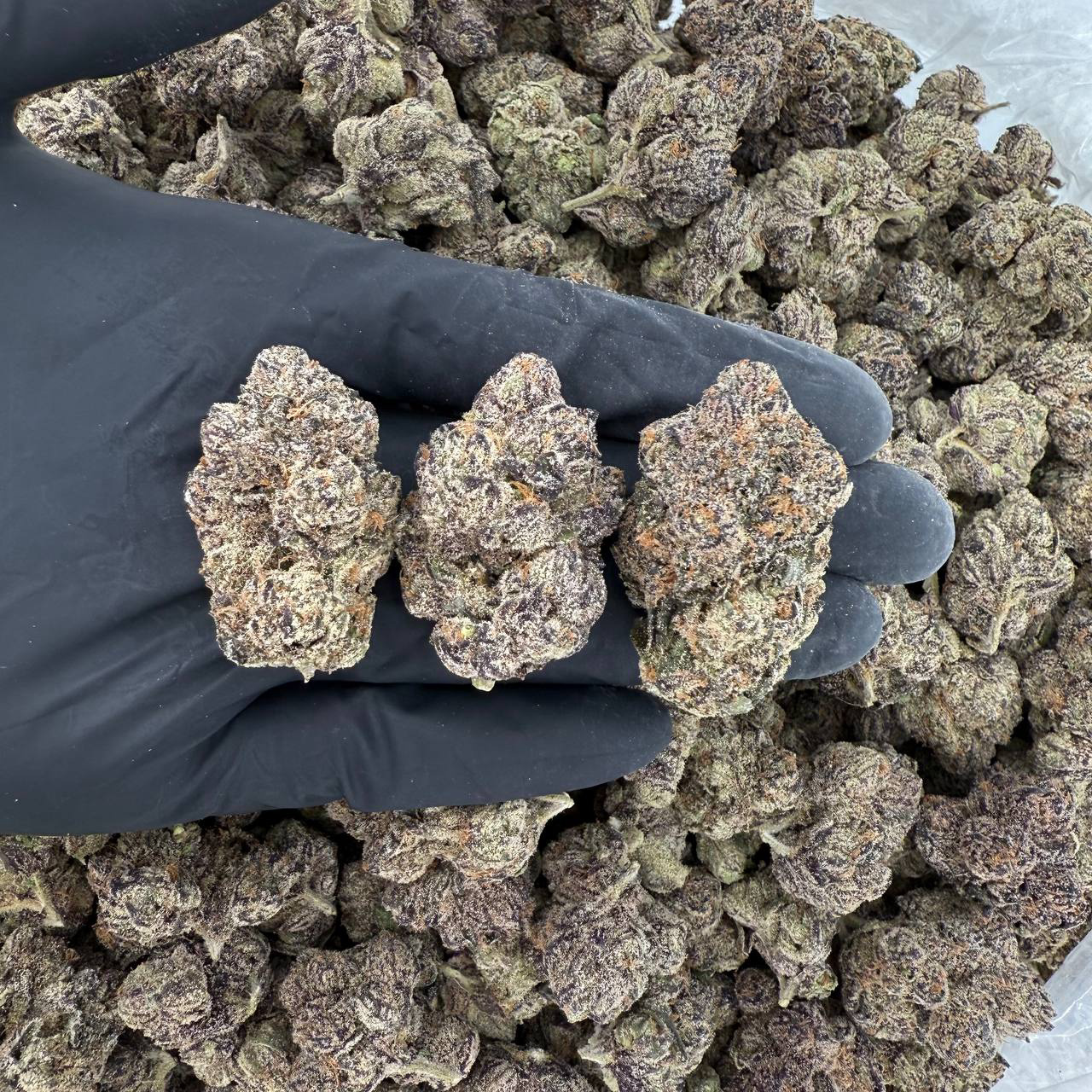 💎 Platinum Tier: Nuclear Nerds