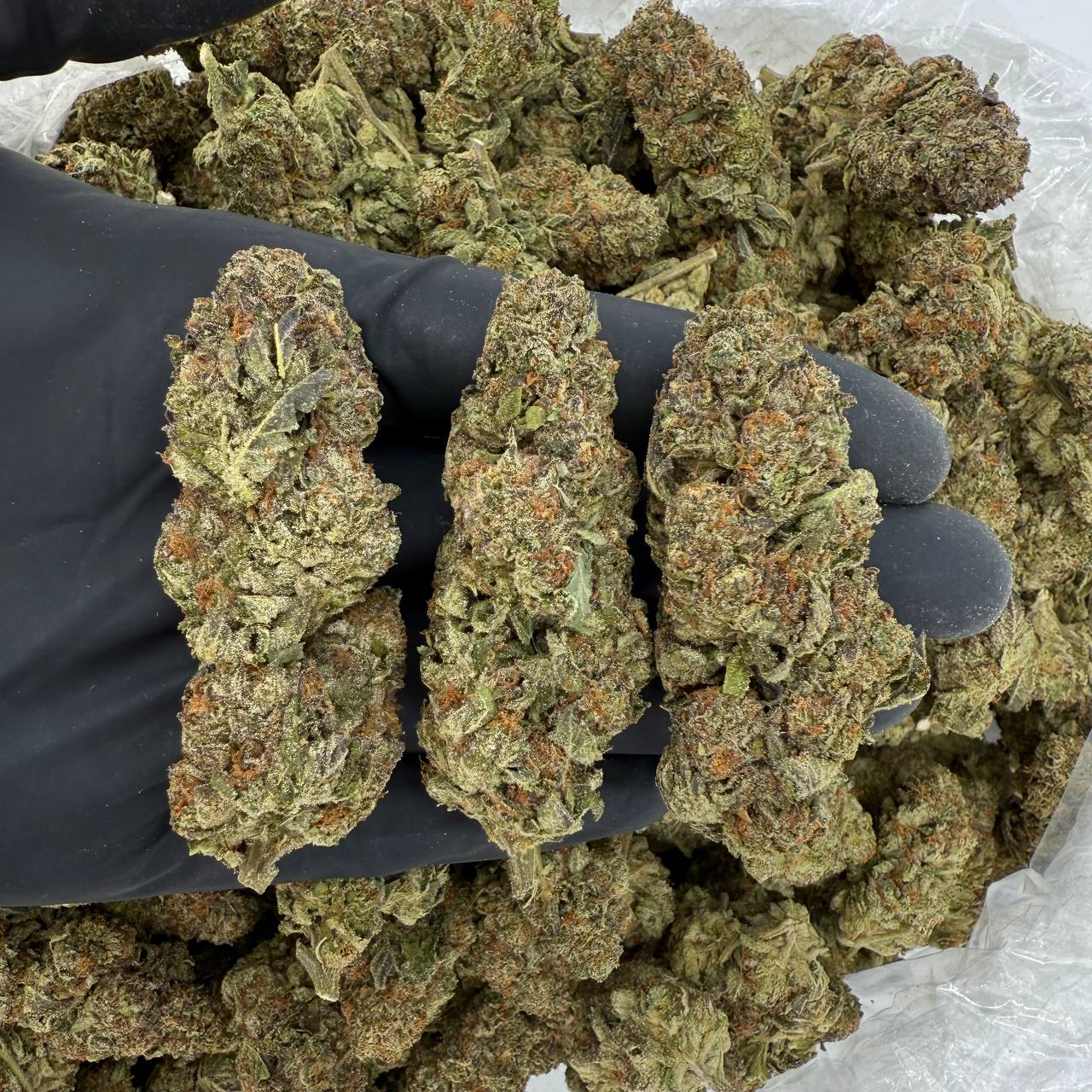 π Solar Skunk: Pink Panties