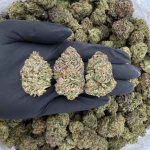 🌞 Solar Skunk: Platinum Bubba