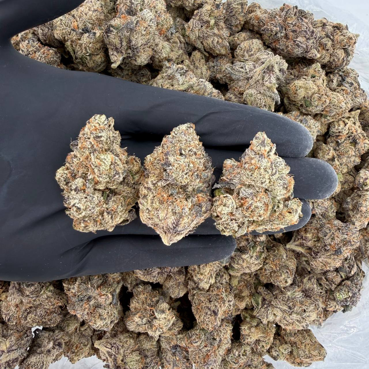 💨💎 ZaZa Tier: Pressure 🔥🍊🌲