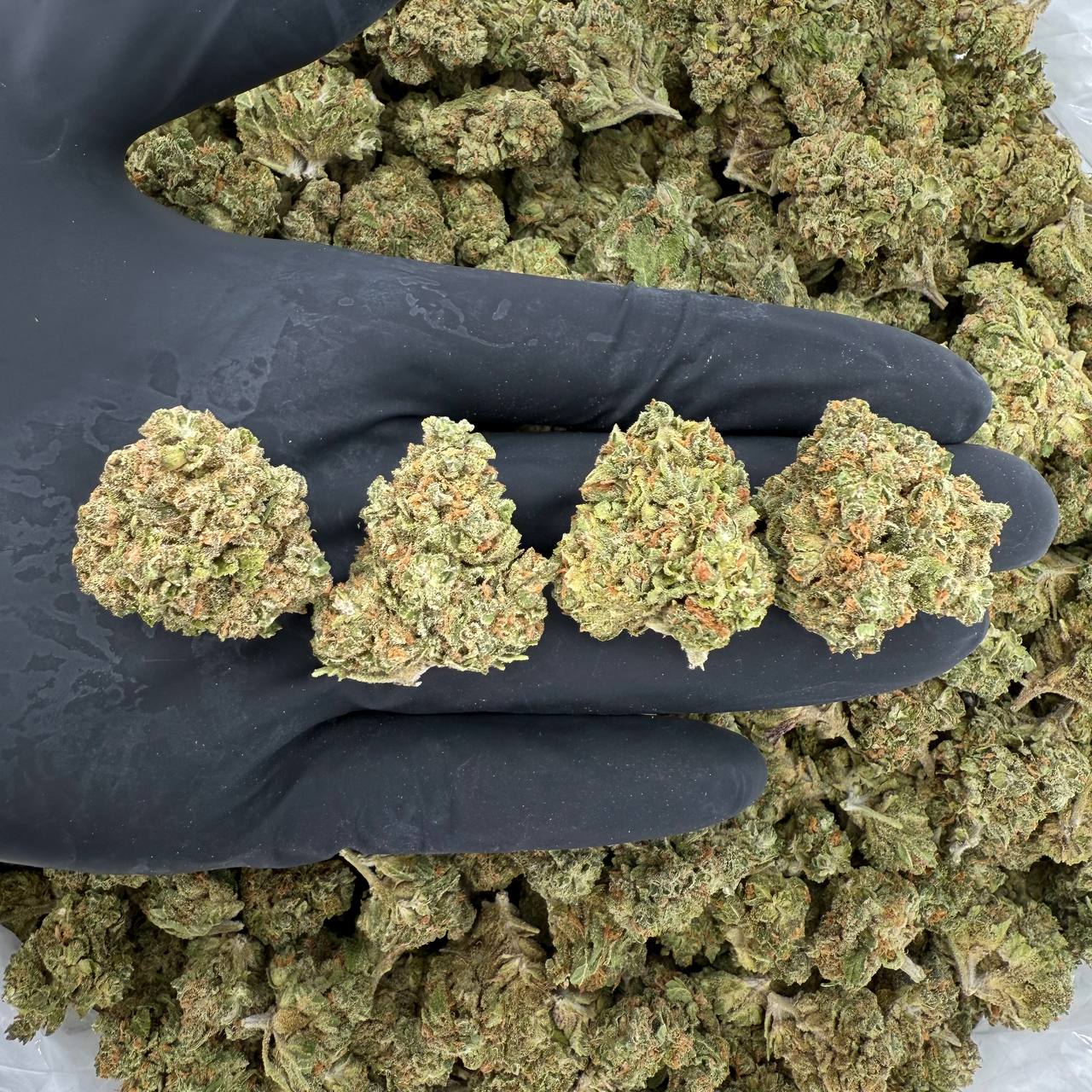 🌞 Solar Skunk: Sour Bubbles