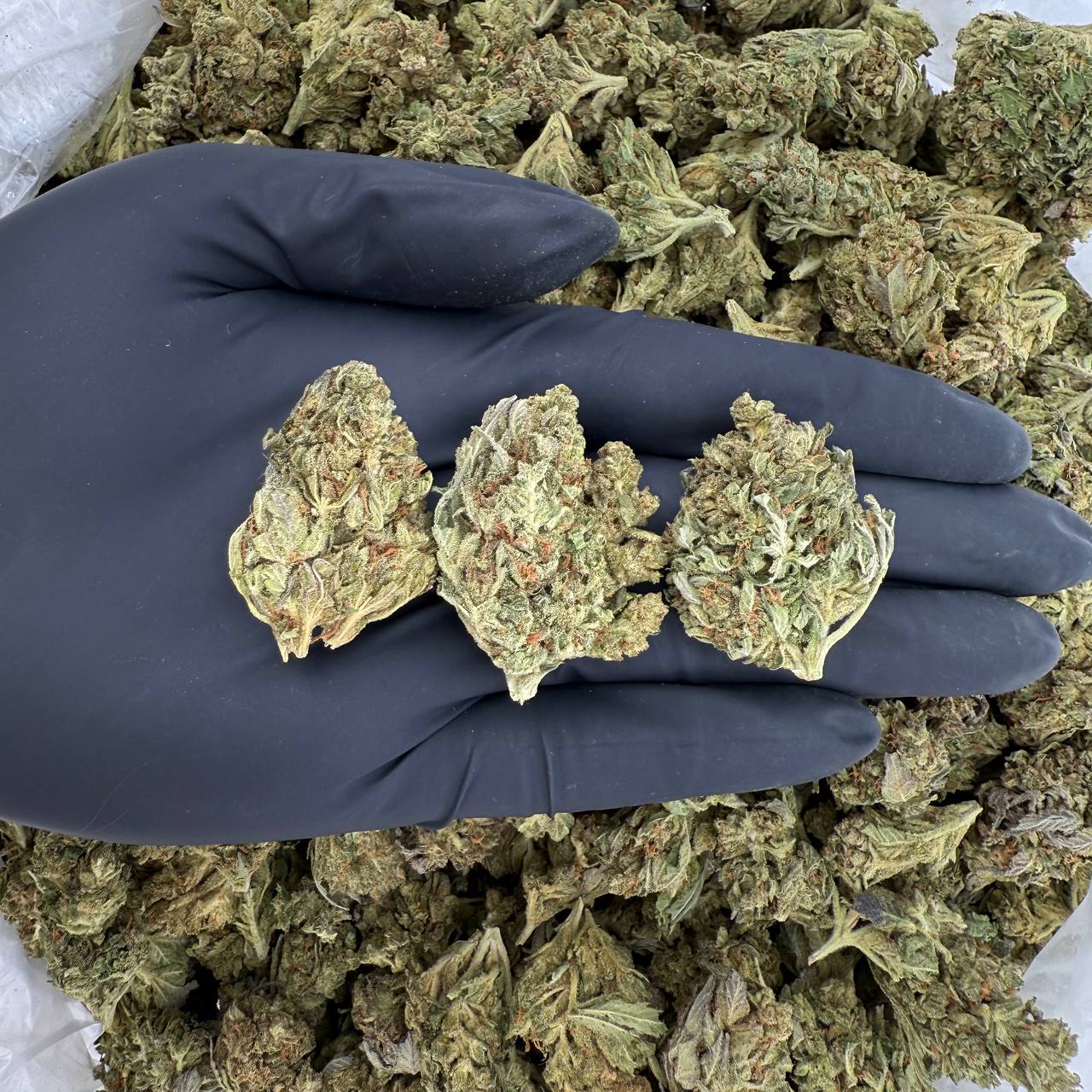 🌞 Solar Skunk: Stardawg