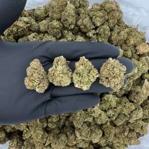 🌞 Solar Skunk: White Cherry Gelato