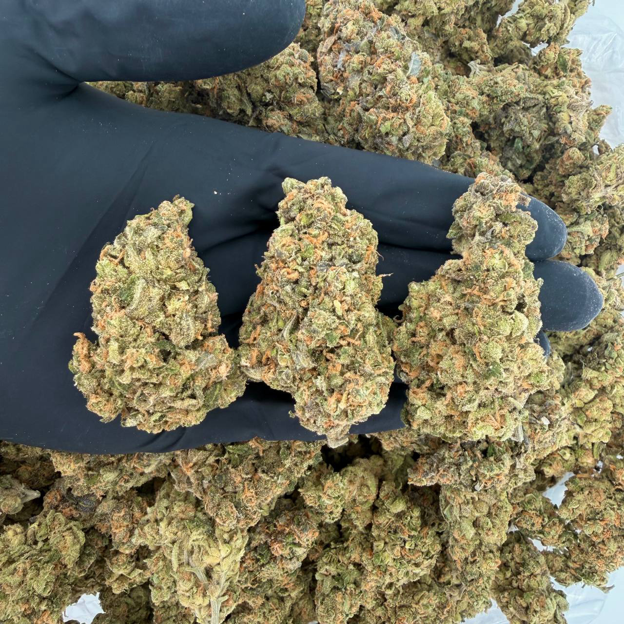 πΏ Exotic Tier: XJ-13