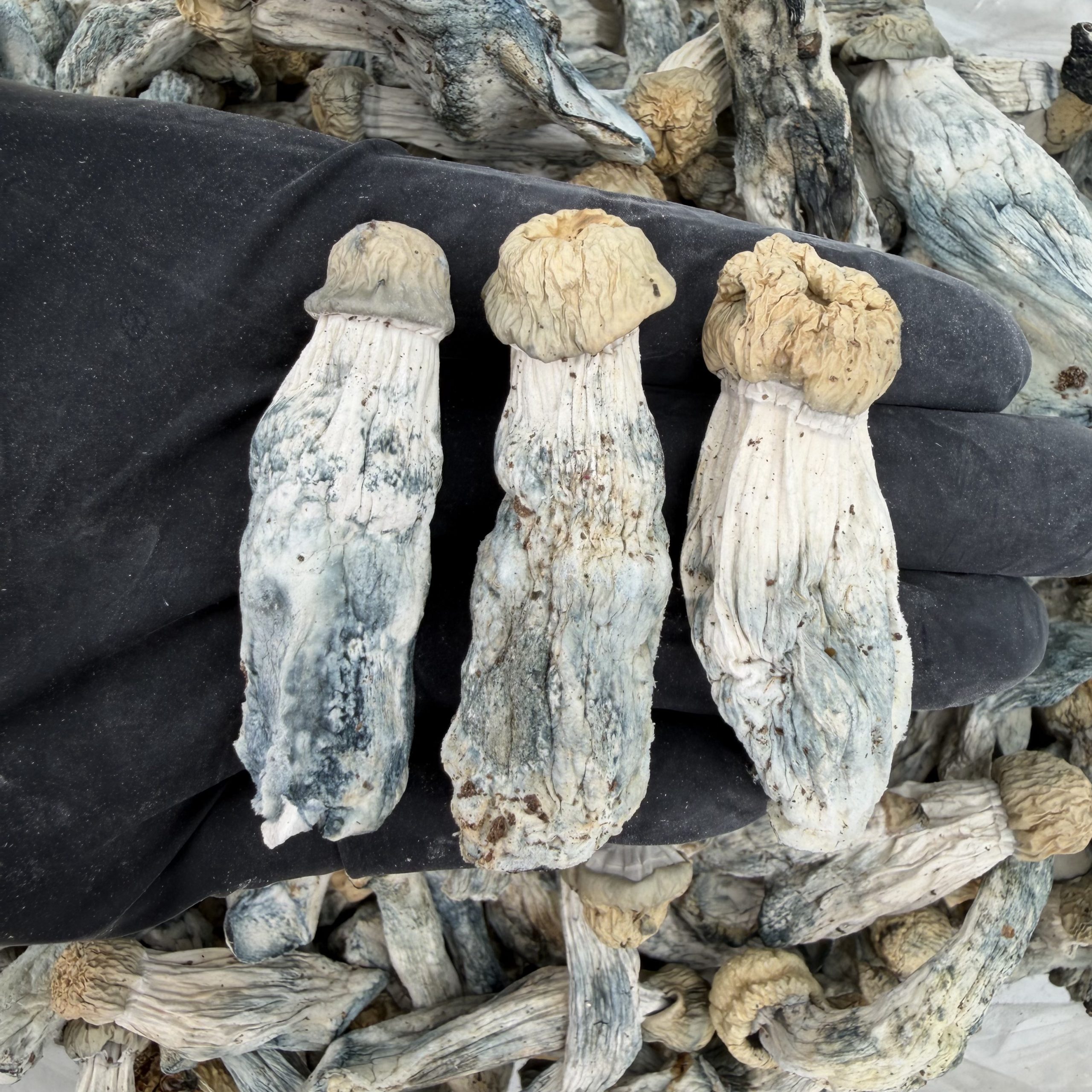 Raw Psychedelic Mushroom 🍄 : Baby Shakti