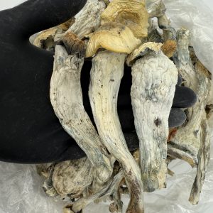 Raw Psychedelic Mushroom 🍄 : Blue Meanie