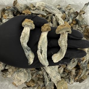 Raw Psychedelic Mushroom 🍄 : Bluey Vuitton A1