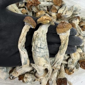 Raw Psychedelic Mushroom 🍄 : Full Moon