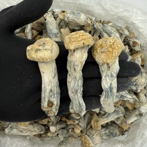 Raw Psychedelic Mushroom 🍄 : Malbec