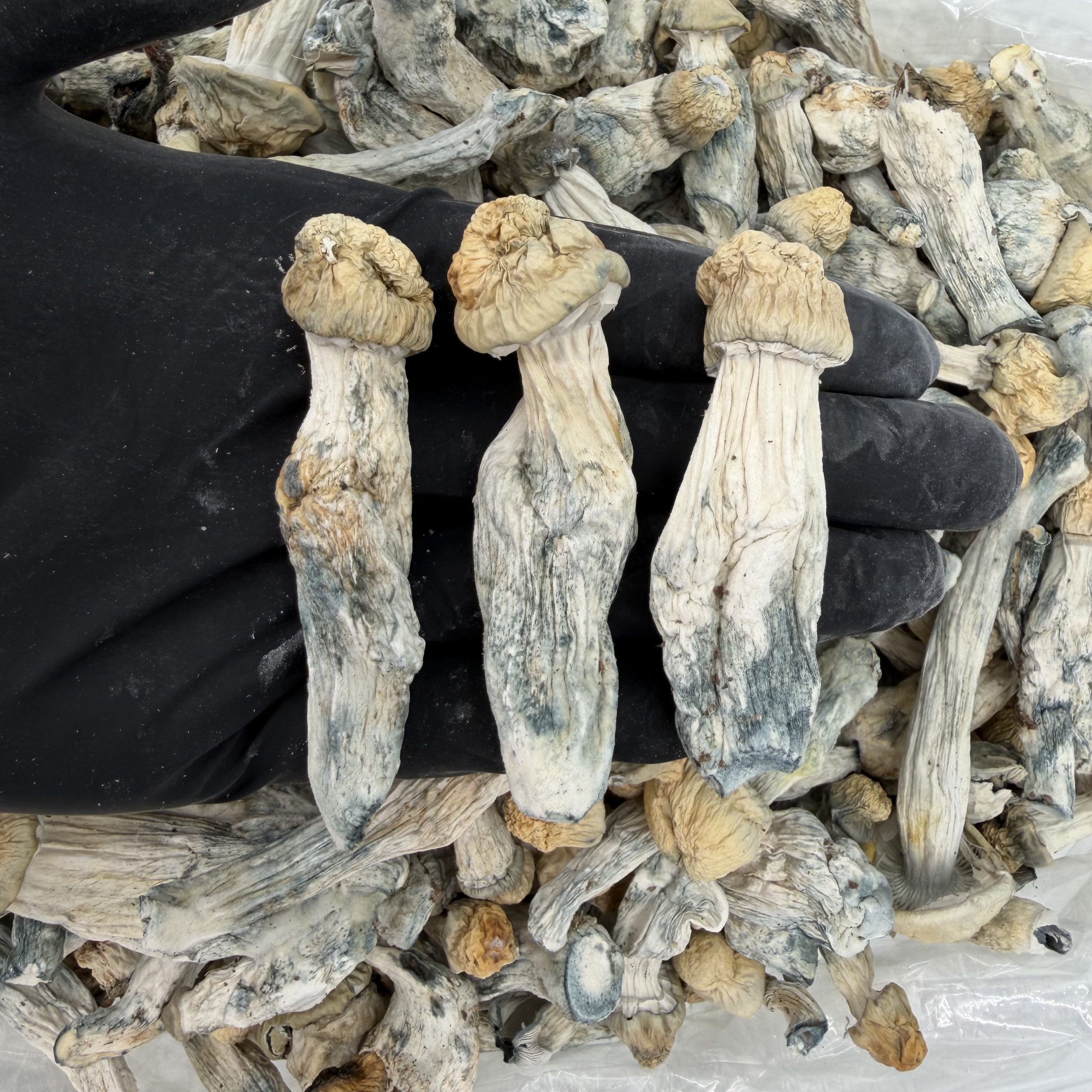 Raw Psychedelic Mushroom 🍄 : Tats