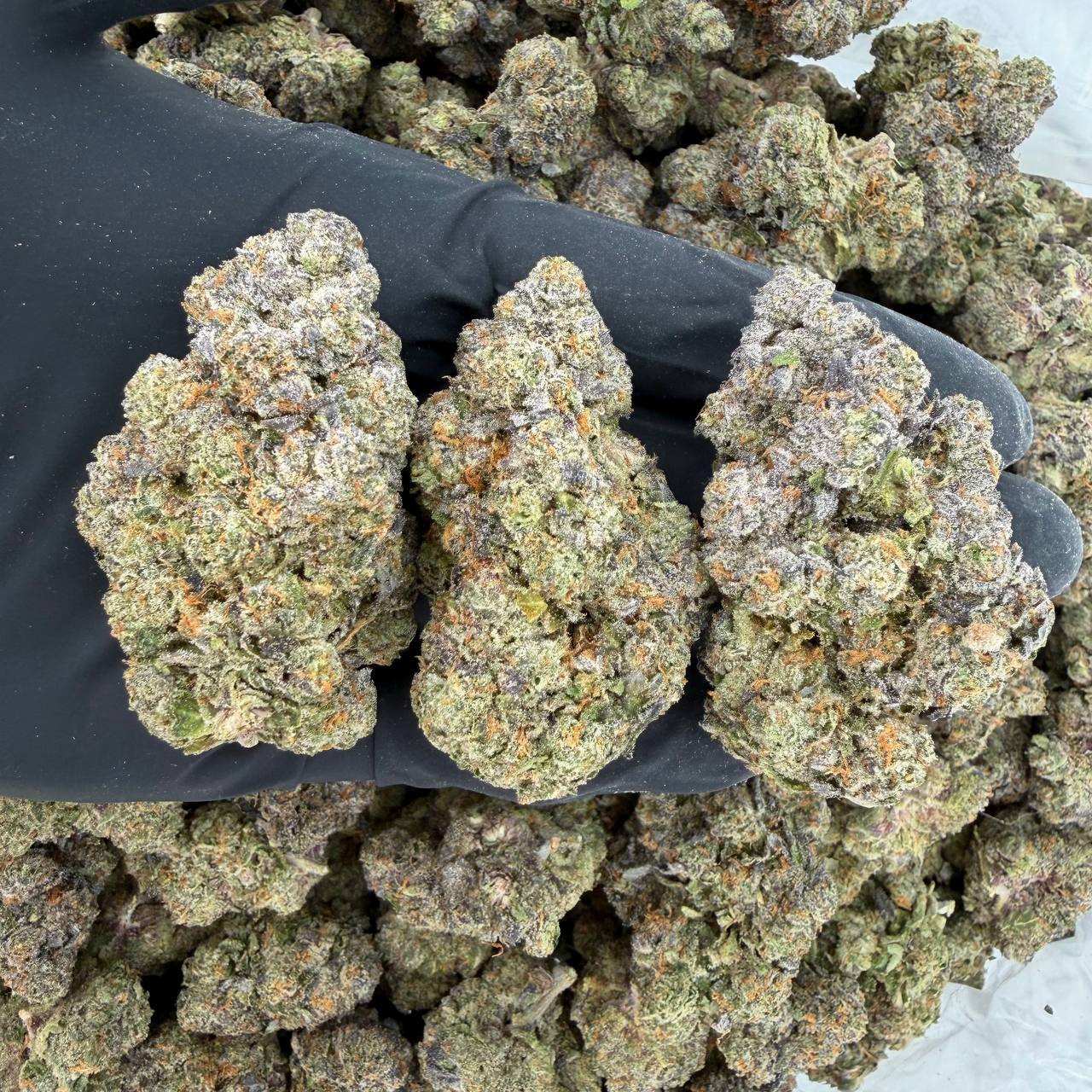 π Platinum Tier: Banana Sherbet Nose: π₯ 10/10 β Fruity & Earthy Aroma π€©