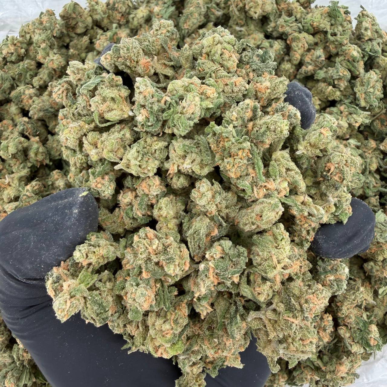 🌿 Exotic Smalls: Blue Dream Nose: 🔥 8/10 – Sweet Blueberries Aroma 🥶