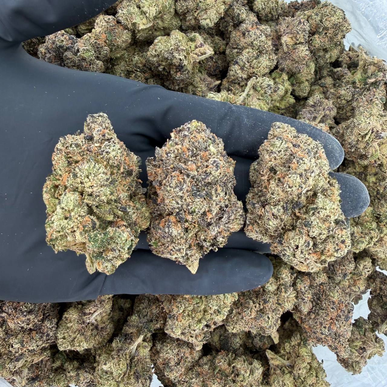 💎 Platinum Tier: Blue Nerds 🍋 Nose: 10/10 🔥 Citrus Fruit Explosion 🤩