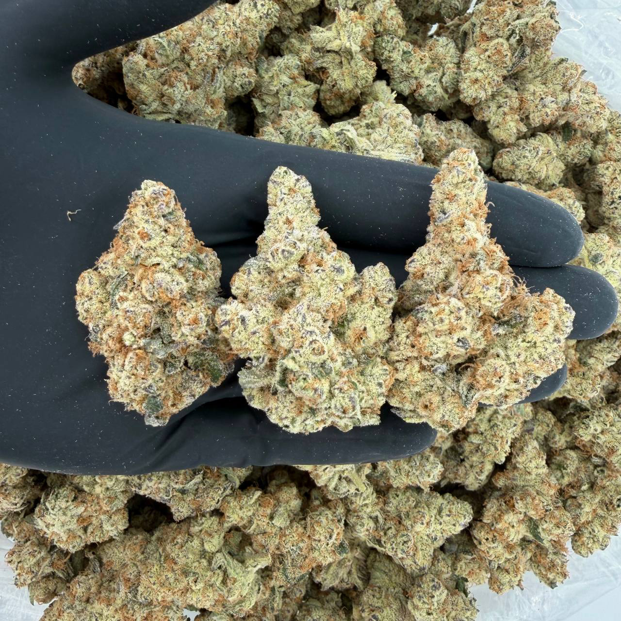 🌈 ZaZa Tier: Blue Slush