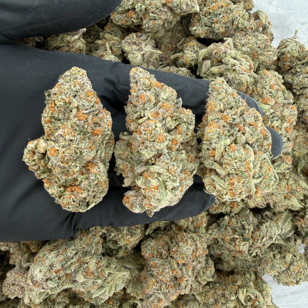 🌈 ZaZa Tier: Blue Zangria Nose: 🔥 10/10 – Sweet & Fruity Aroma 😋