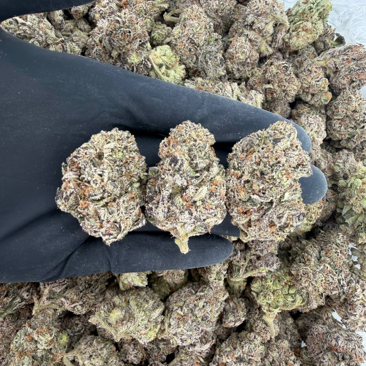 💎✨ Exotic Tier: Blue Zushi ✨💎