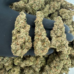 🌿✨ Platinum Tier: Durban Poison ✨🌿