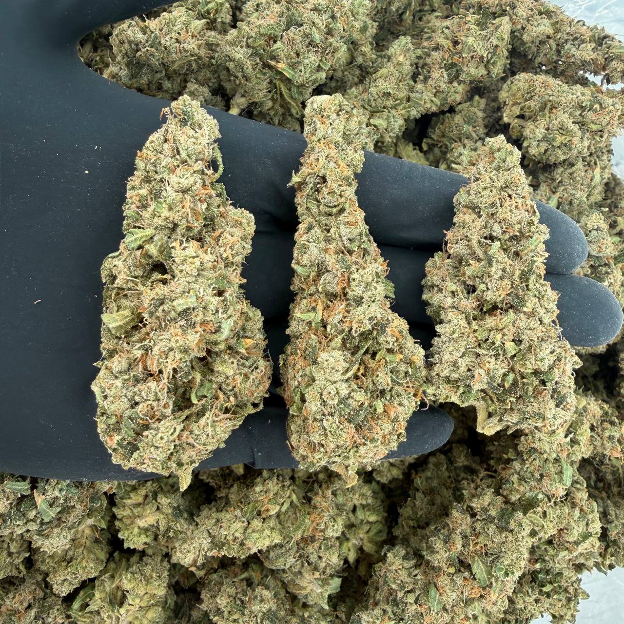 🌿✨ Platinum Tier: Durban Poison ✨🌿