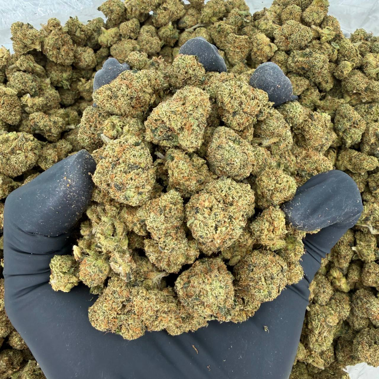 π Exotic Smalls: Emperor OG Nose: 8/10 π₯ Piney Sweet π€€ Nugg Size: Smalls