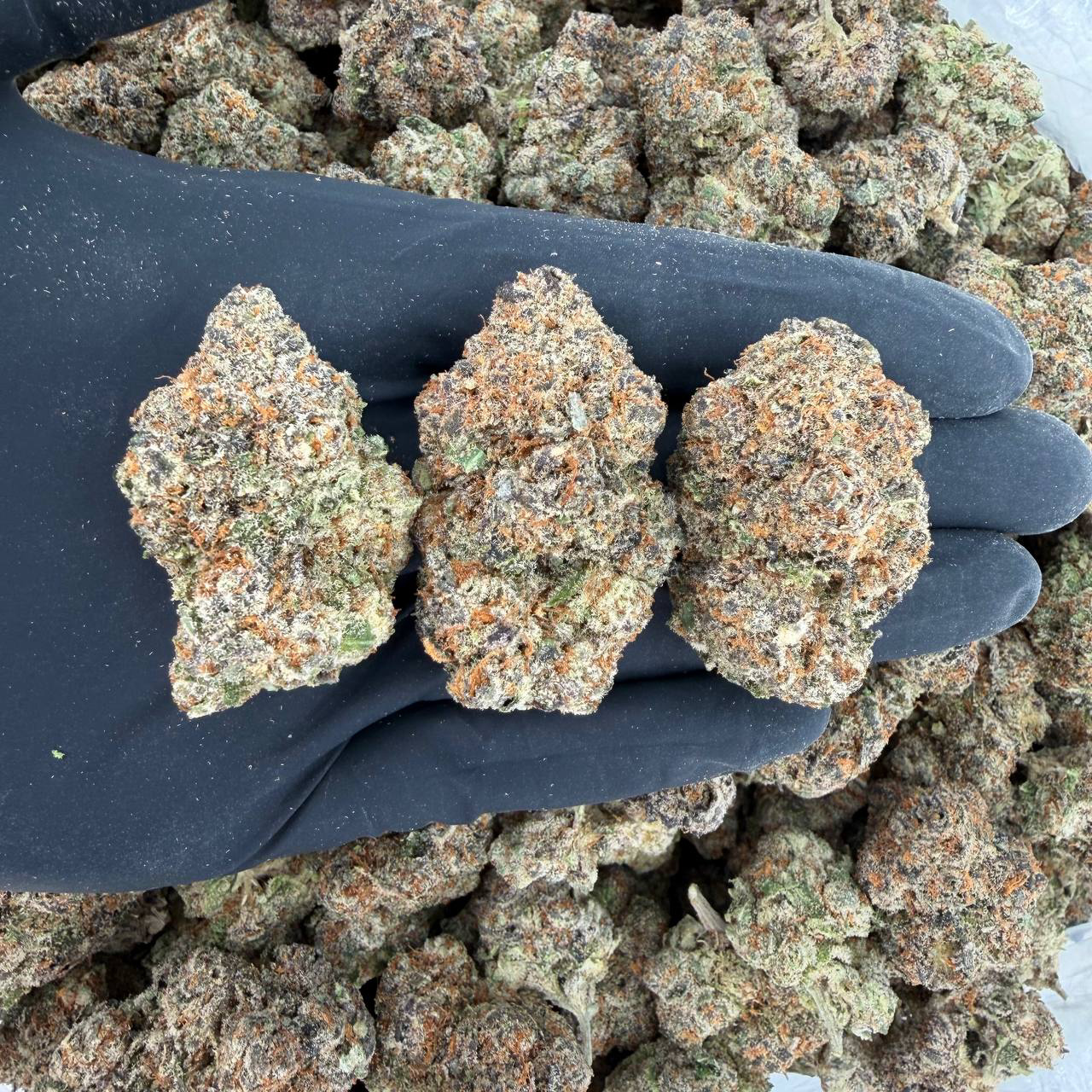 π Platinum Tier: Gelonade