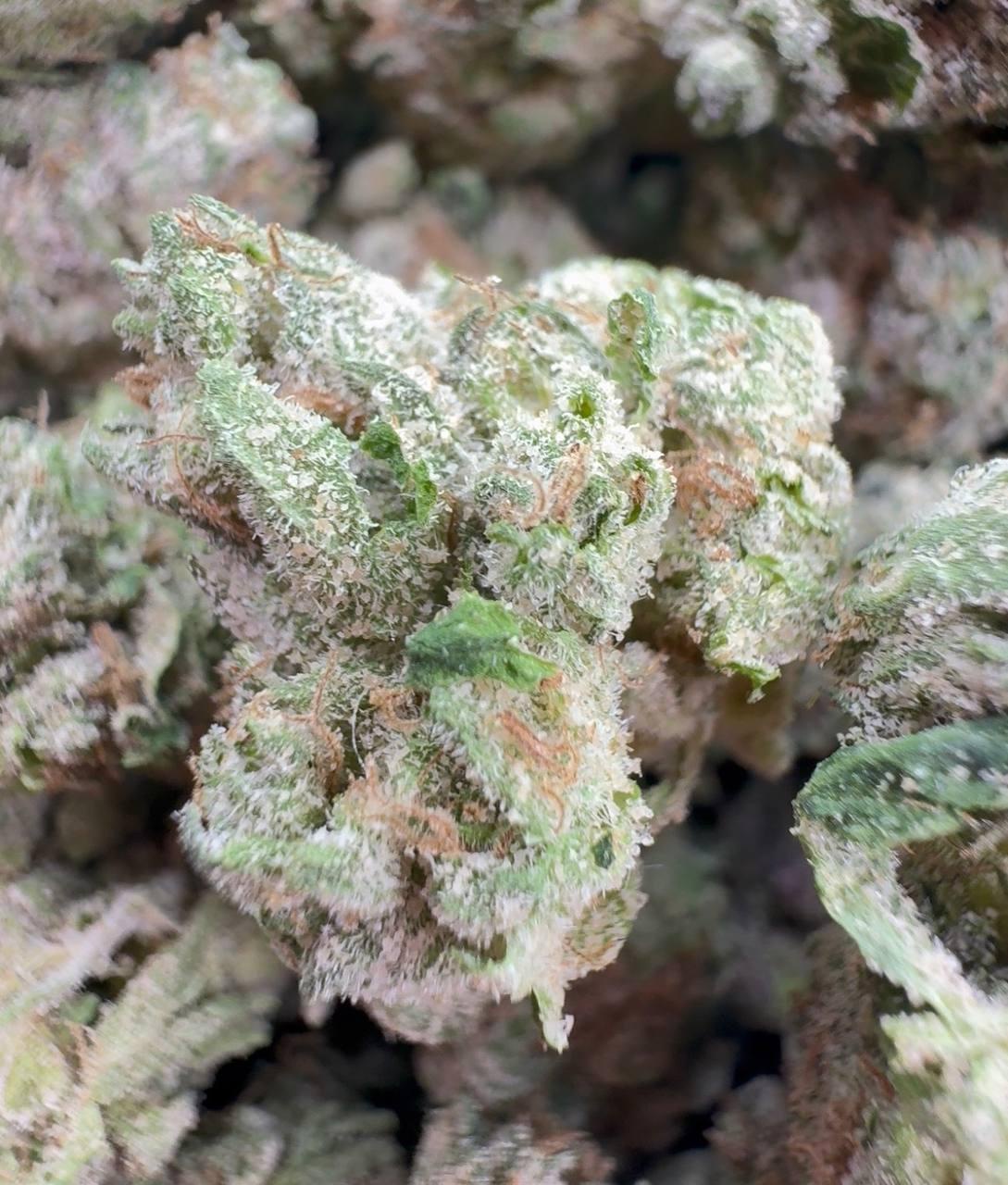 πͺπ Hulk Smash β‘πΏ (Hybrid β 50% Indica / 50% Sativa β High Tier, Indoor)