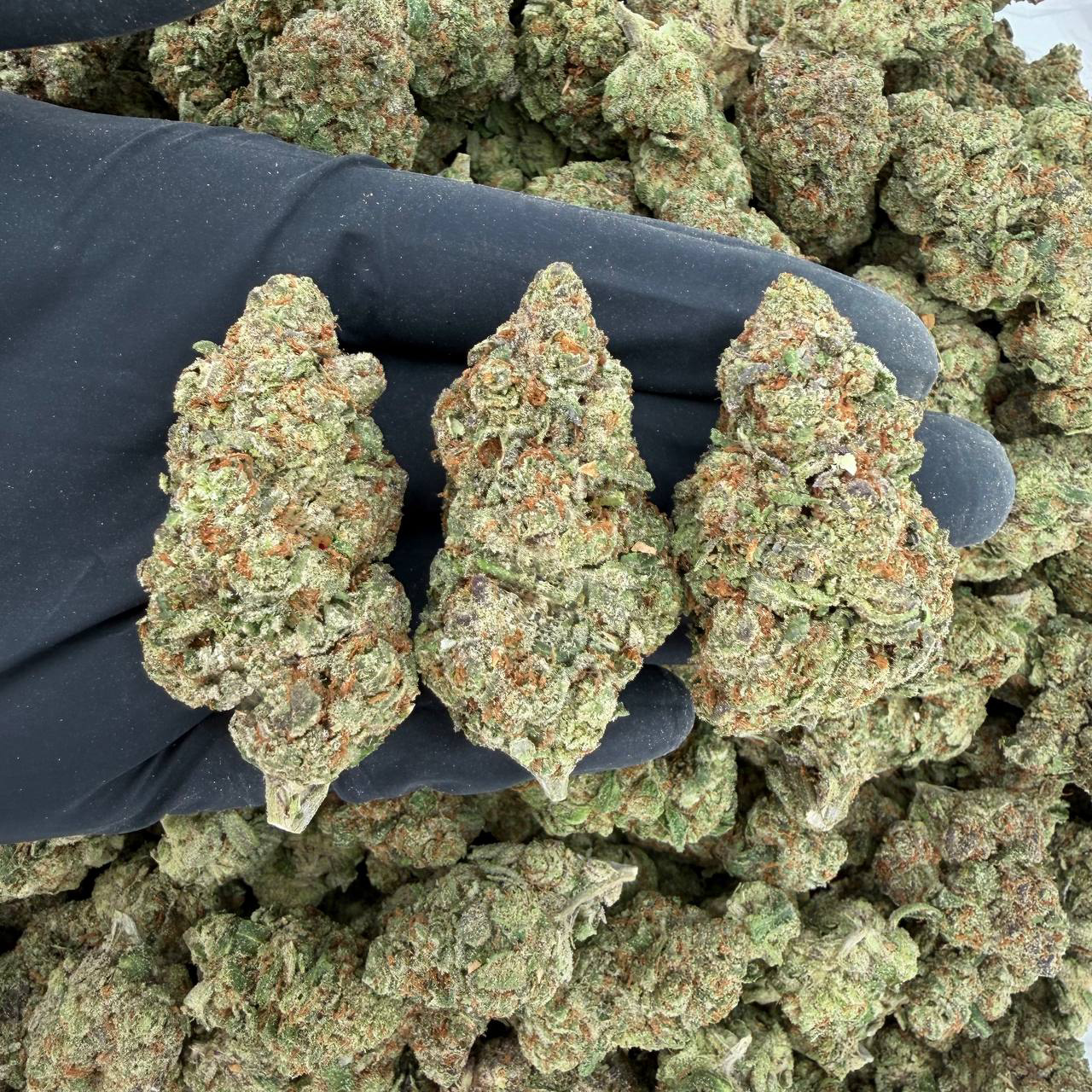 ☀️ Solar Skunk Tier: Mob Ties 👃 Nose: 7/10 🔥 Citrusy Herbs 🍋🌿