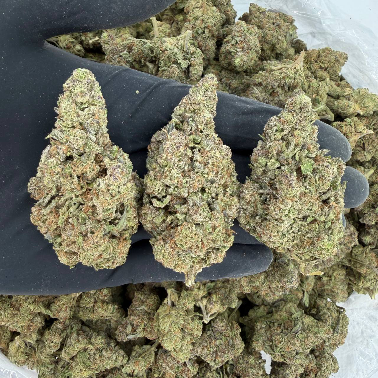 π Solar Skunk Tier: Silver Back OG Nose: π₯ 7/10 β Spicy Skunk Aroma π