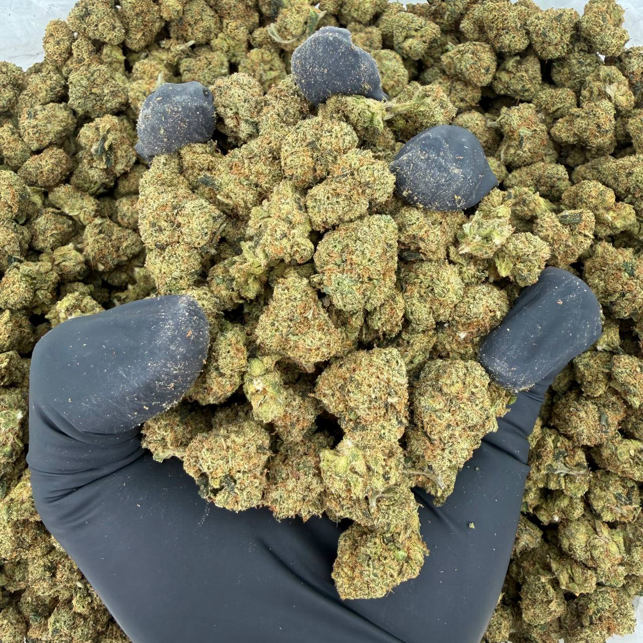 🌌 Exotic Smalls: Skywalker OG Nose: 8/10 🔥 Jet Fuel 😋 Nugg Size: Smalls