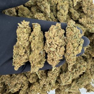 βοΈ Solar Skunk Tier: Sour Deez