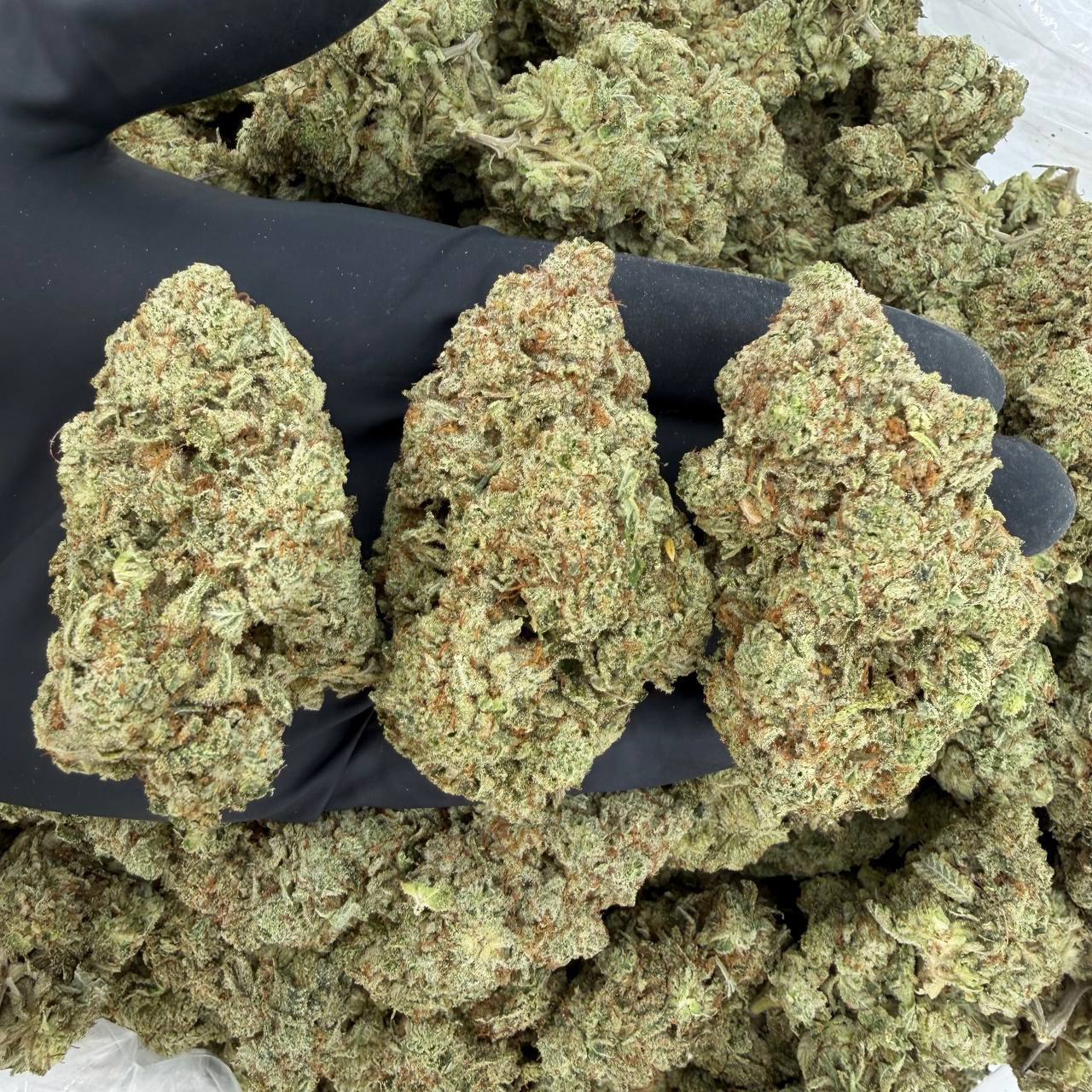 πΏ Exotic Tier: Super Glue Nose: 10/10 π₯ Earthy Pine π€€ Nugg Size: Regular