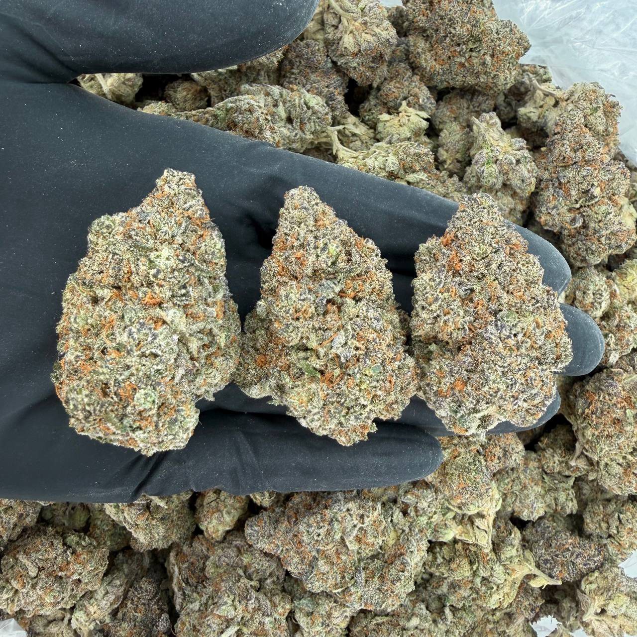 π Gold Tier: Vanilla Waferz π Nose: 8/10 π₯ Nutty Sweet πΉ