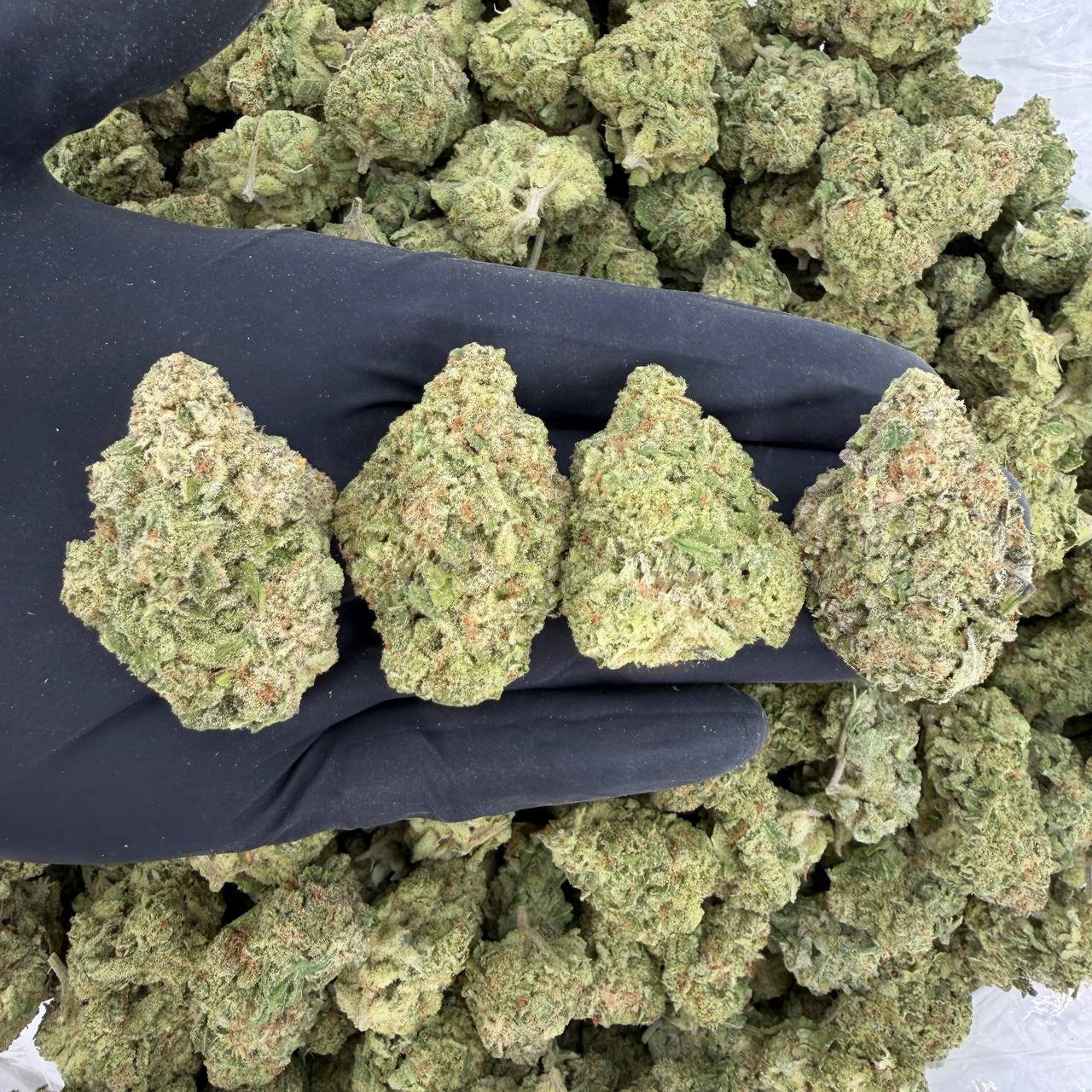 ☀️ Solar Skunk Tier: White Fire OG 👃 Nose: 7/10 🔥 Sweet Earth 🌿