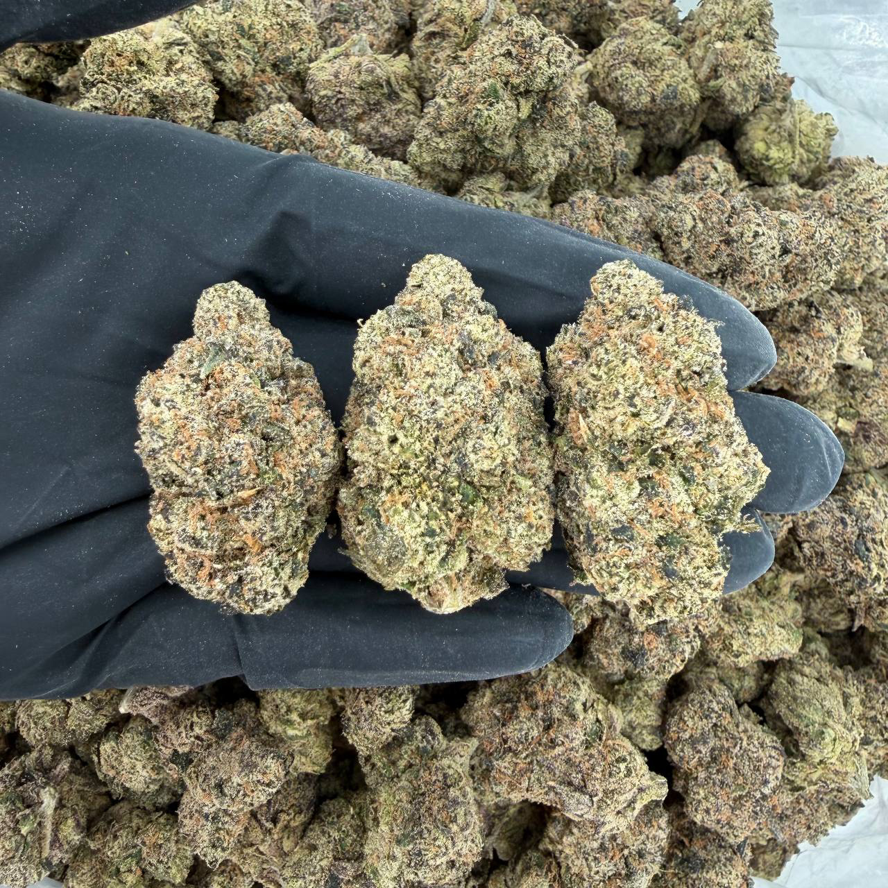 π Exotic Tier: Zootiez π Nose: 10/10 π₯ Zesty Berries πΆβπ«οΈ