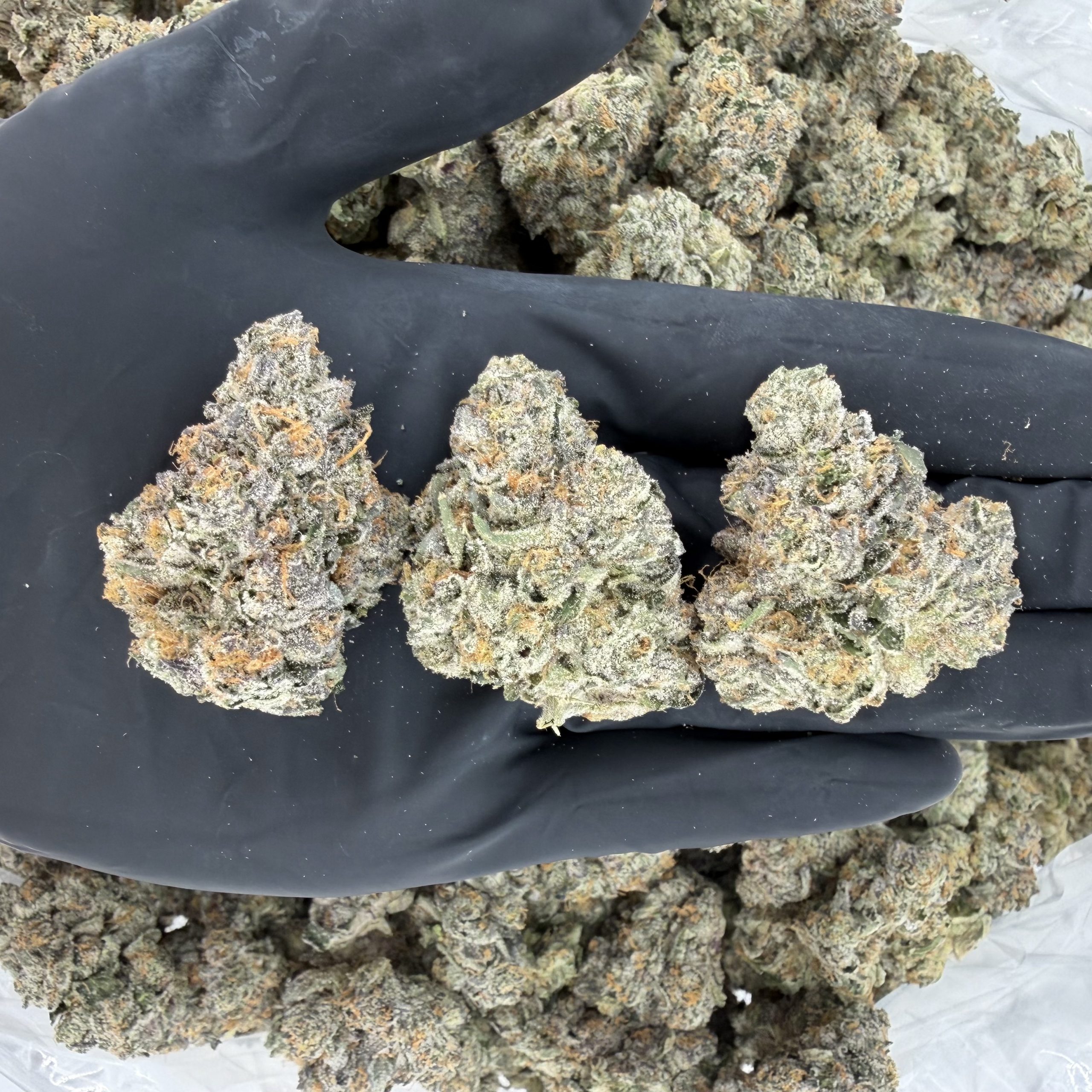 π Rapper Weed β LA Cherries πNose: 10/10 π₯ Sweet Diesel π€€