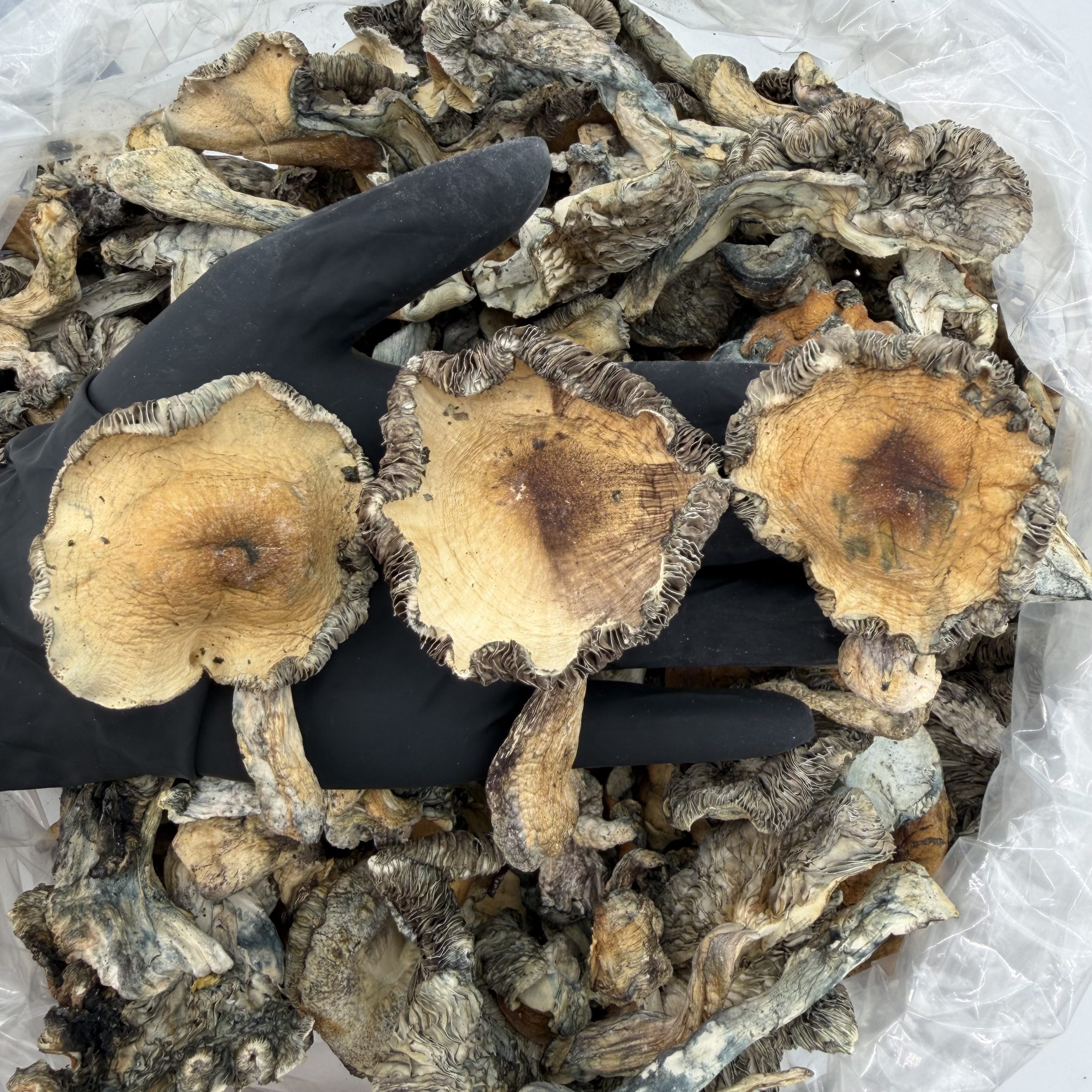 Raw Psychedelic Mushroom π : Manna Penis Envy